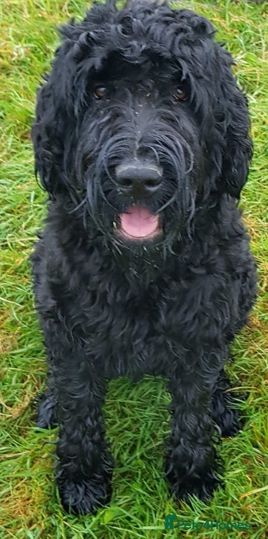 Russian Black Terrier dogs Black Russian Terrier - Advert 11