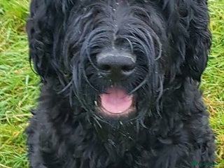 Russian Black Terrier dogs Black Russian Terrier - Advert 11