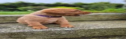 Labrador Retriever dogs for sale: Fox red labrador puppies  in Launceston - Advert 8