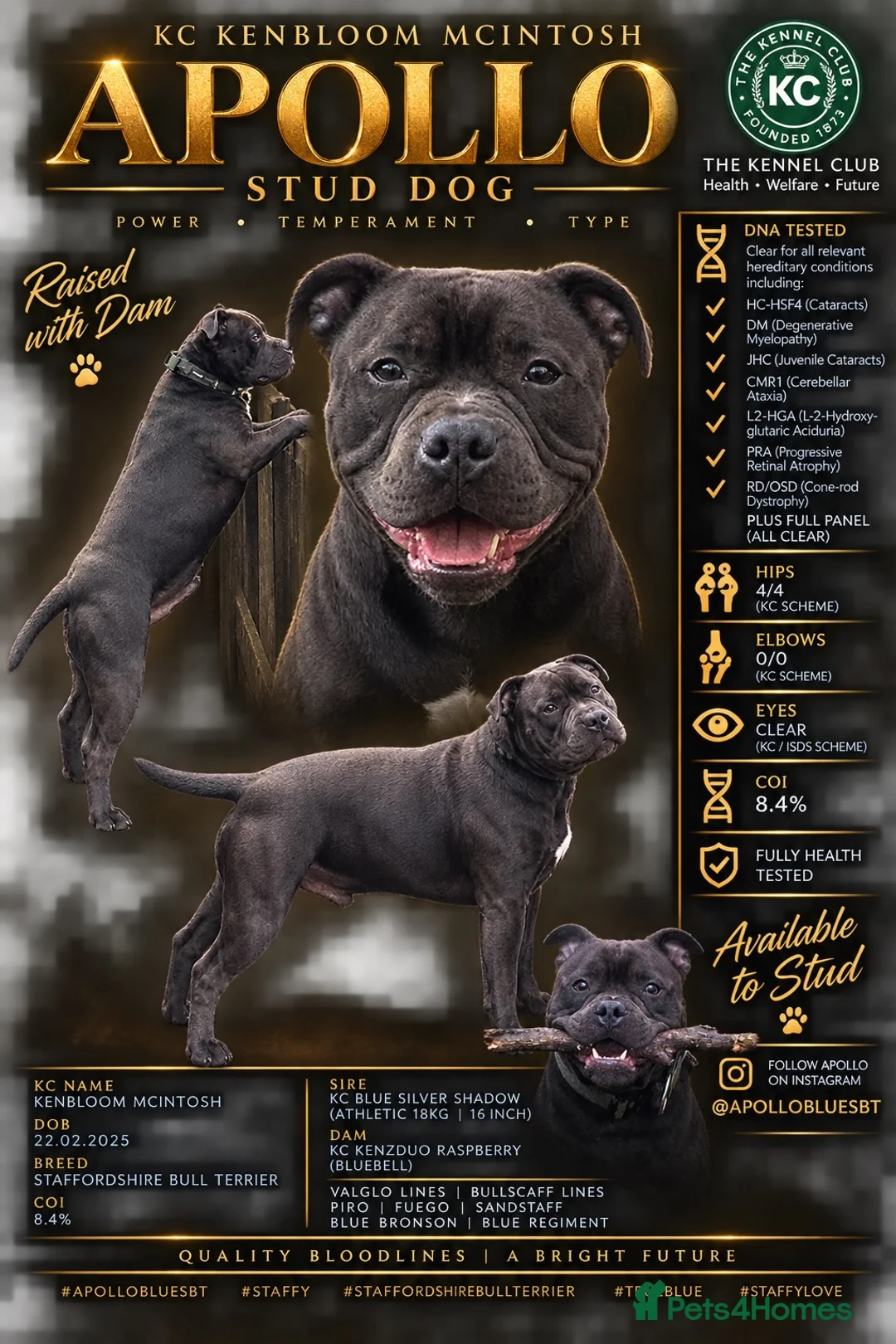 Staffordshire Bull Terrier dogs for stud: Kenbloom Mcintosh  - Advert 2