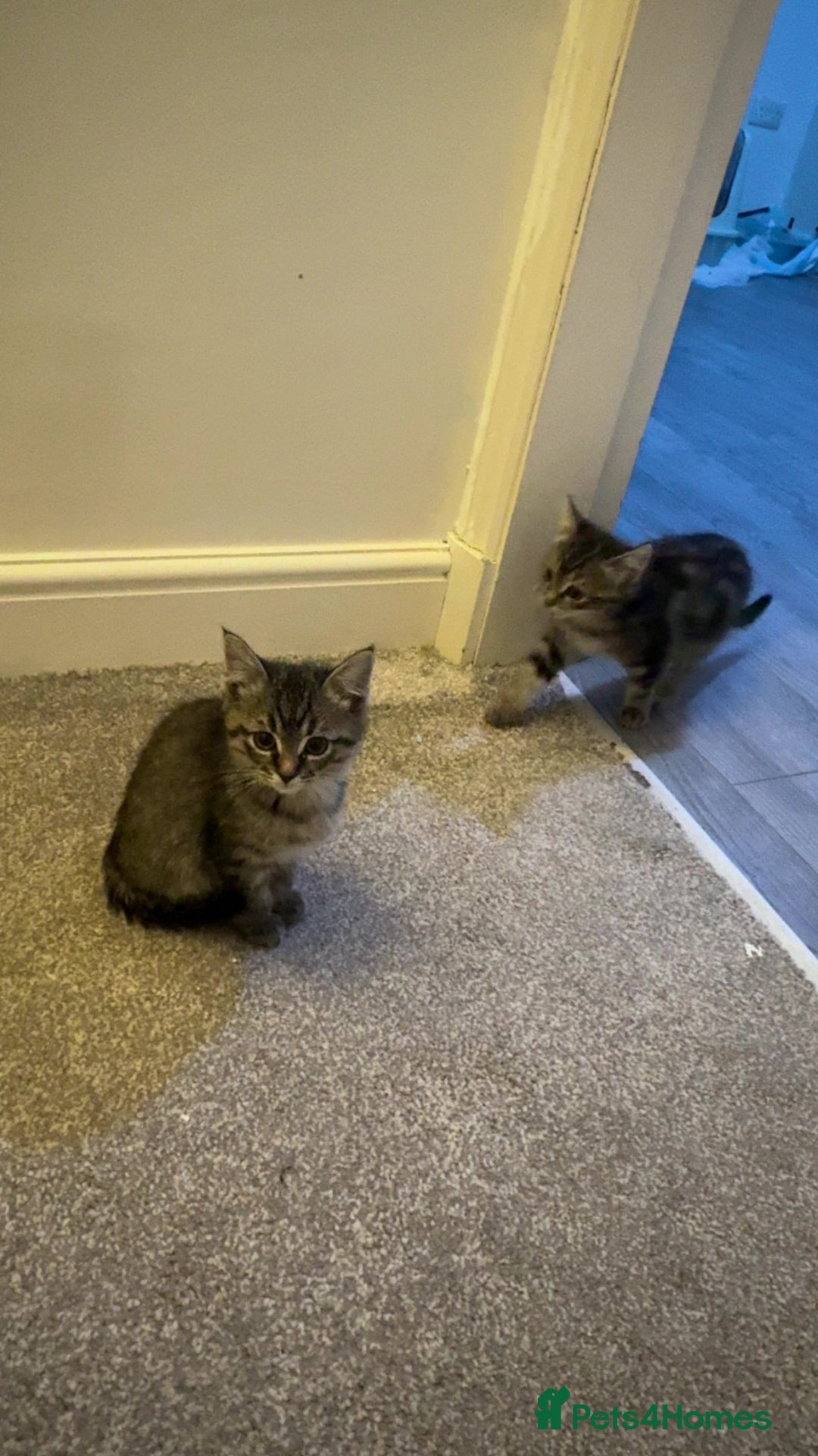 Ragdoll cats for sale: Taddy mixed with ragdoll for sale  - Advert 10