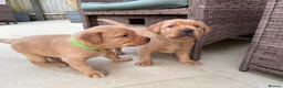 Labrador Retriever dogs for sale: Harleigh & FTCH Jarailstar Hogen of Stauntonvale - Advert 7