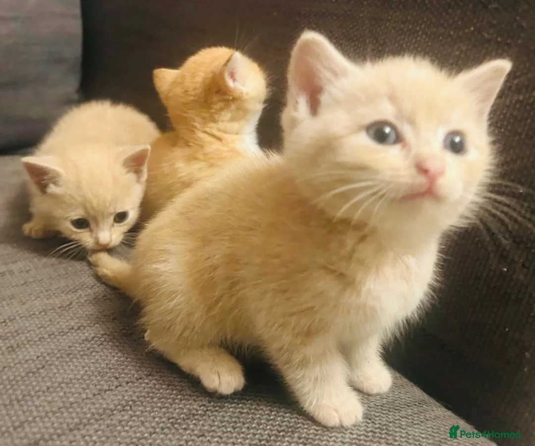 Domestic Shorthair cats for sale: 🐾 Gorgeous Kittens Ready for Their 4ever Homes 🐾 - Advert 2