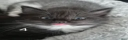 British Longhair cats for sale: Litter of 6 kittens - Advert 25