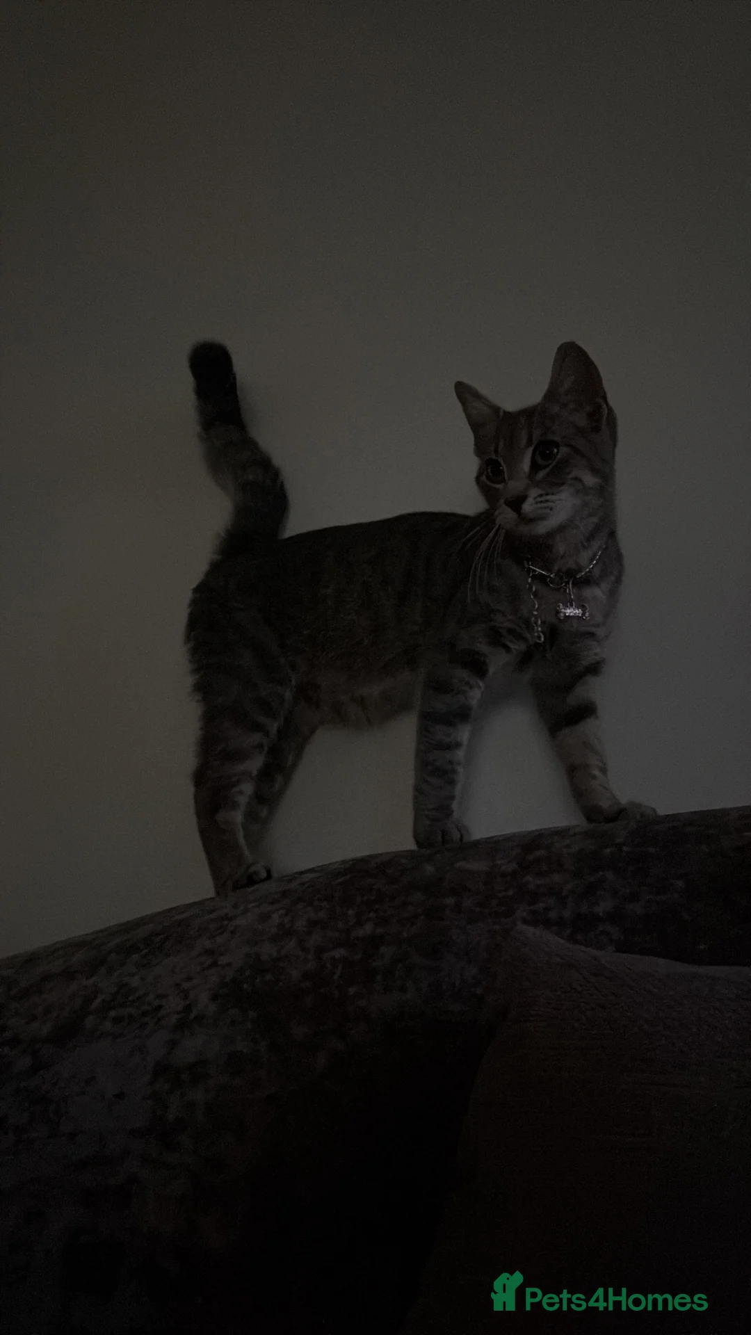 Mixed Breed cats for sale: Lovely and friendly kittens  - Advert 1
