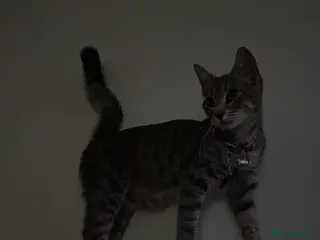 Mixed Breed cats Lovely and friendly kittens - Advert 1