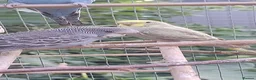 Budgerigars birds for sale: Baby budgies, easily tamed  - Advert 6