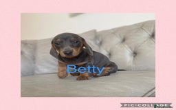 Miniature Dachshund dogs for sale: Miniture dachshund puppies - Image 19