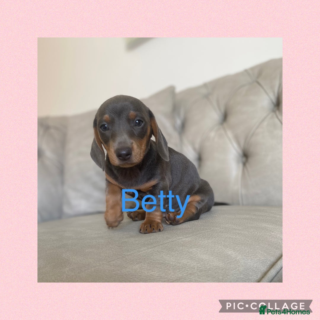 Miniature Dachshund dogs for sale: Miniture dachshund puppies - Image 19