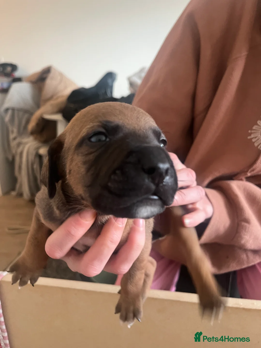 Mixed Breed dogs for sale: blue staff cross american bulldog  - Advert 18