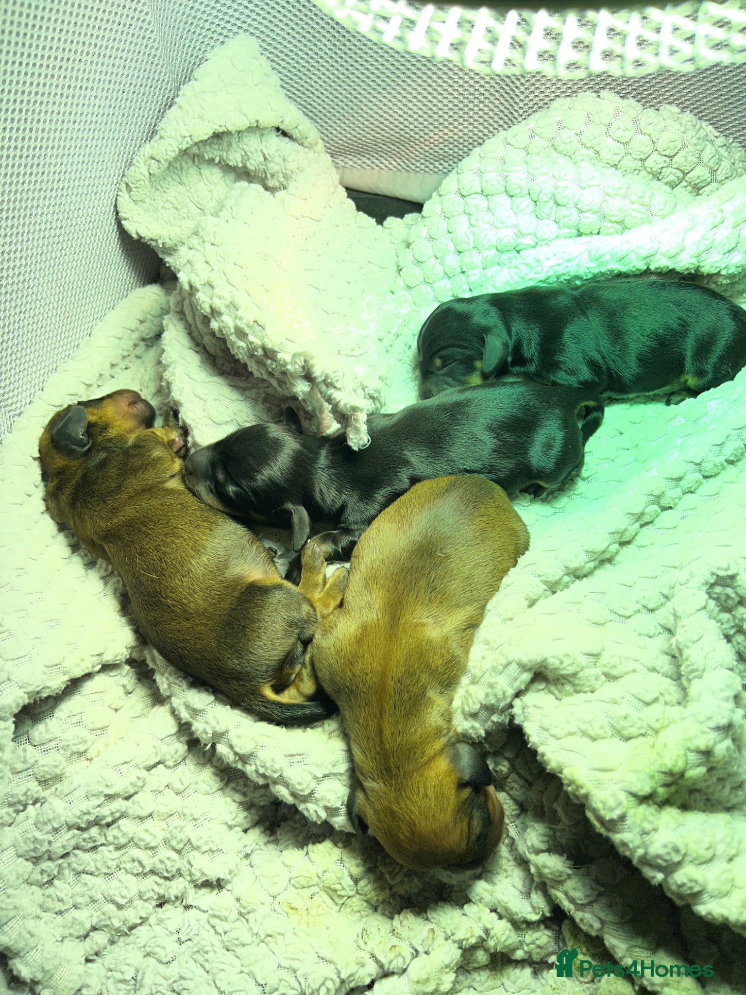 Miniature Dachshund dogs Beautiful litter of 5 - Advert 1