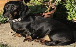 Miniature Dachshund dogs for sale: Miniature dachshund female - Image 29