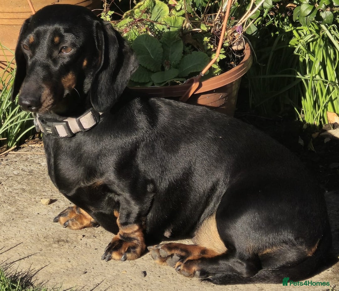 Miniature Dachshund dogs for sale: Miniature dachshund female - Image 29