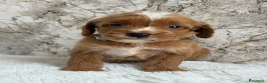 Cockapoo 9