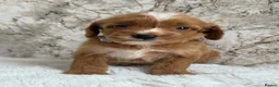 Cockapoo dogs for sale: Health tested F1 cockapoo puppies 🐶  - Advert 13