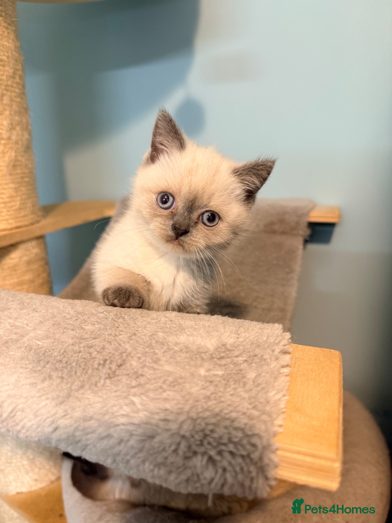 British Shorthair cats Ready Now! Beautiful BSH-Seal Point girl left! - Advert 6