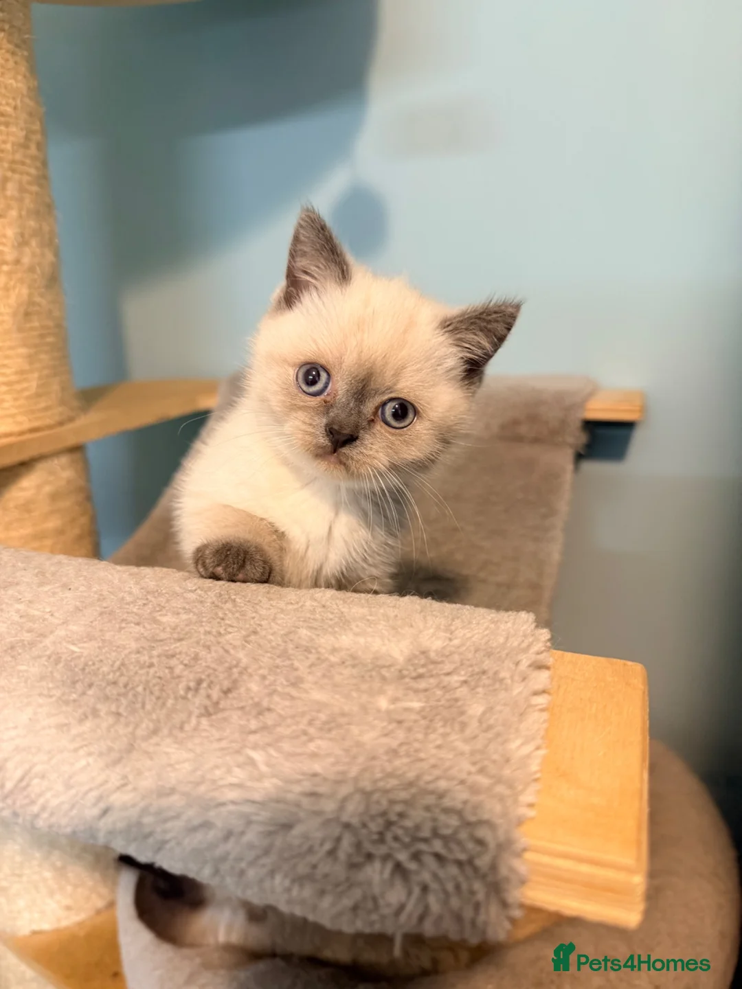 British Shorthair cats for sale: Ready Now! Beautiful BSH-Seal Point girl left! - Advert 1