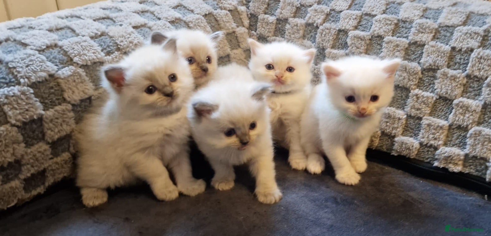 Ragdoll cats Ragdoll kittens - Advert 17