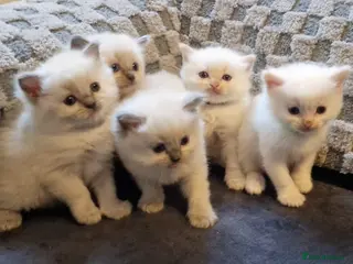 Ragdoll cats Ragdoll kittens - Advert 17