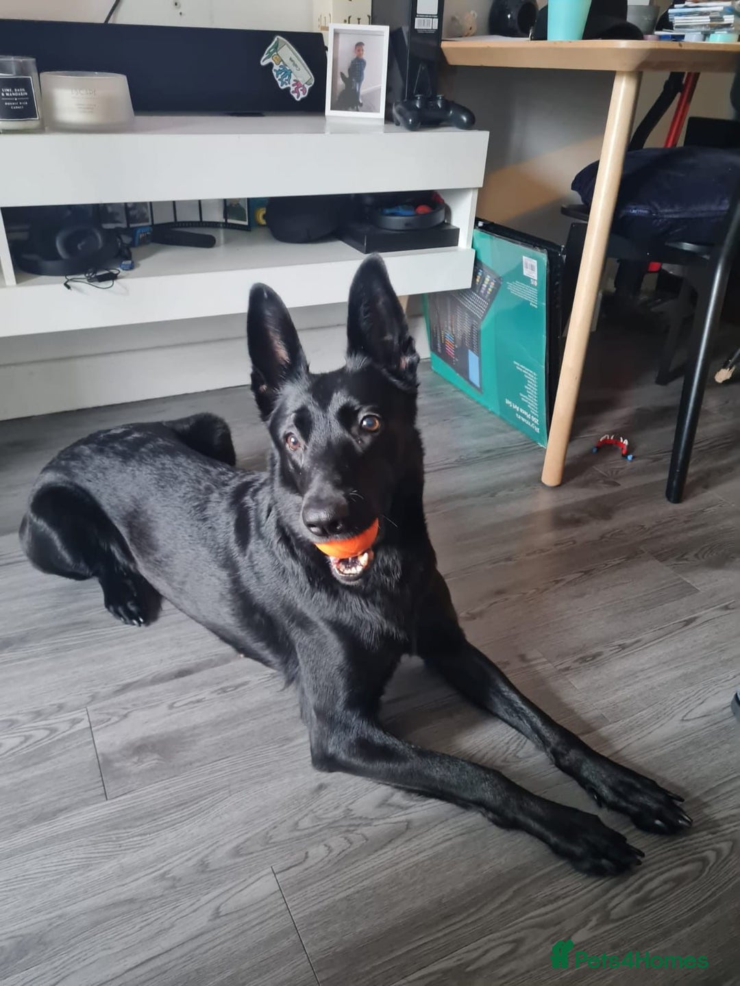 Belgian Shepherd Dog dogs for sale: Black Belgium malanois - Advert 3