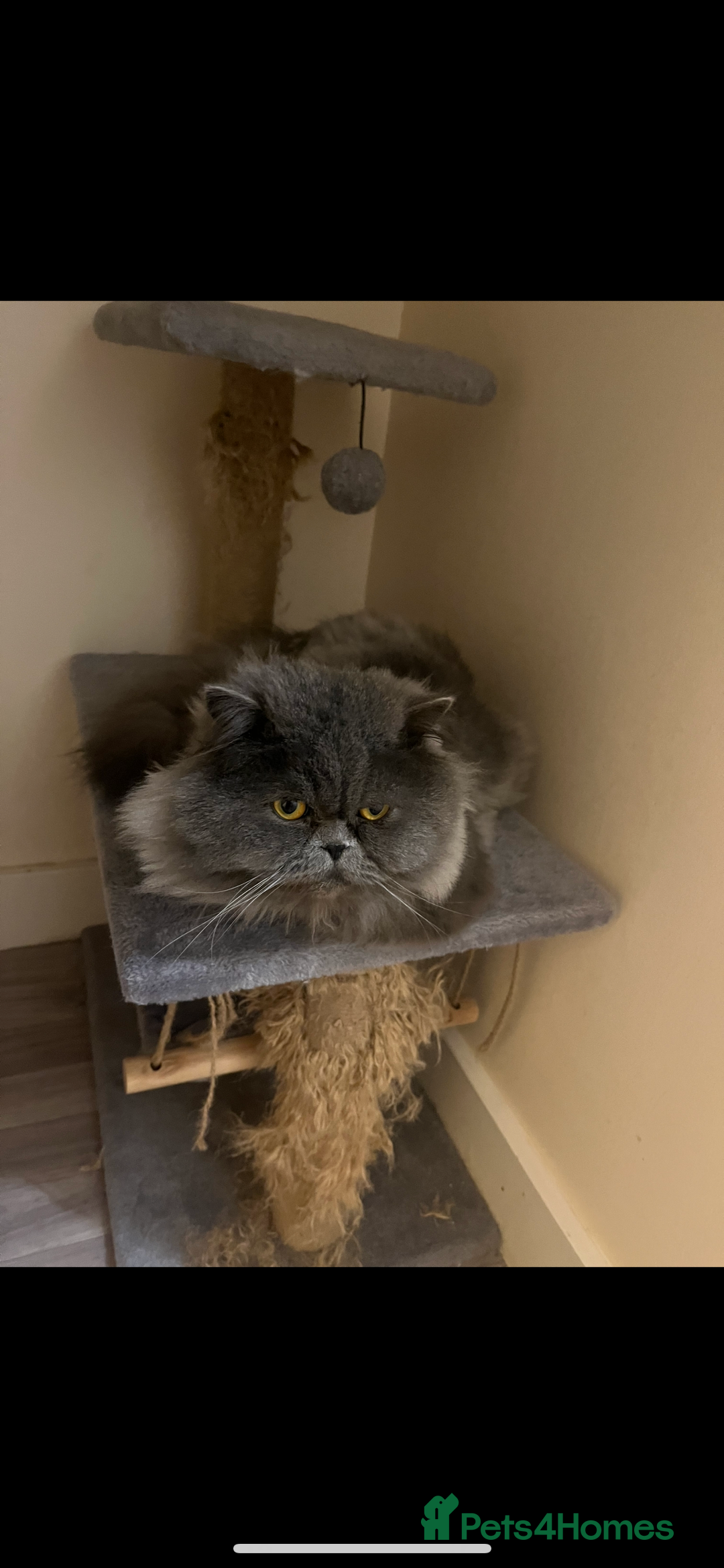 Persian cats for sale: Rehoming male Persian 3 years old - Advert 3