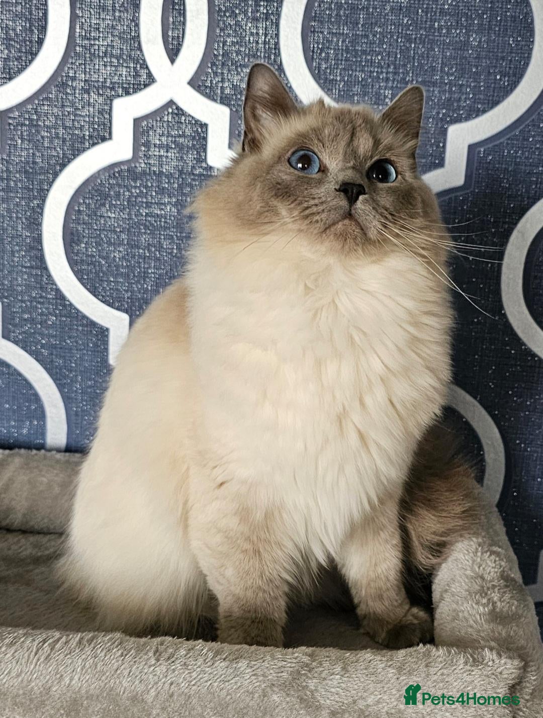 Ragdoll cats 2 GCCF ACTIVE females  - Advert 2