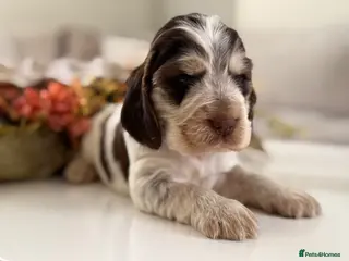 Cocker Spaniel dogs Show type cocker spaniels - Advert 5
