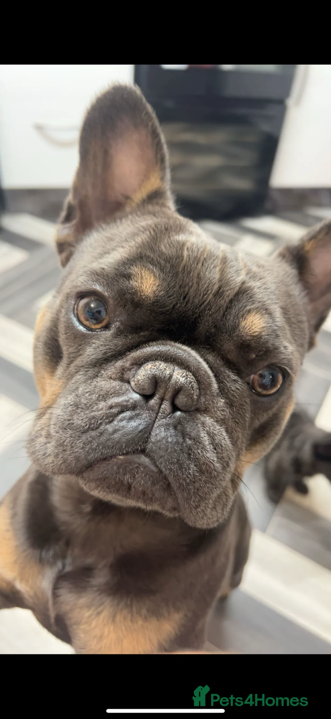 French Bulldog dogs for sale: Female French bulldog  - Advert 1
