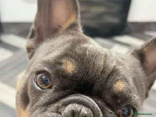 French Bulldog dogs Female French bulldog - Advert 1