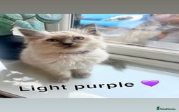 Ragdoll cats for sale: 🩷2 beautiful blue bicolour Ragdoll girls💜 - Image 2