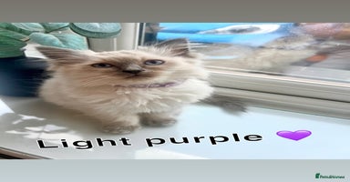 Ragdoll cats - Advert 10