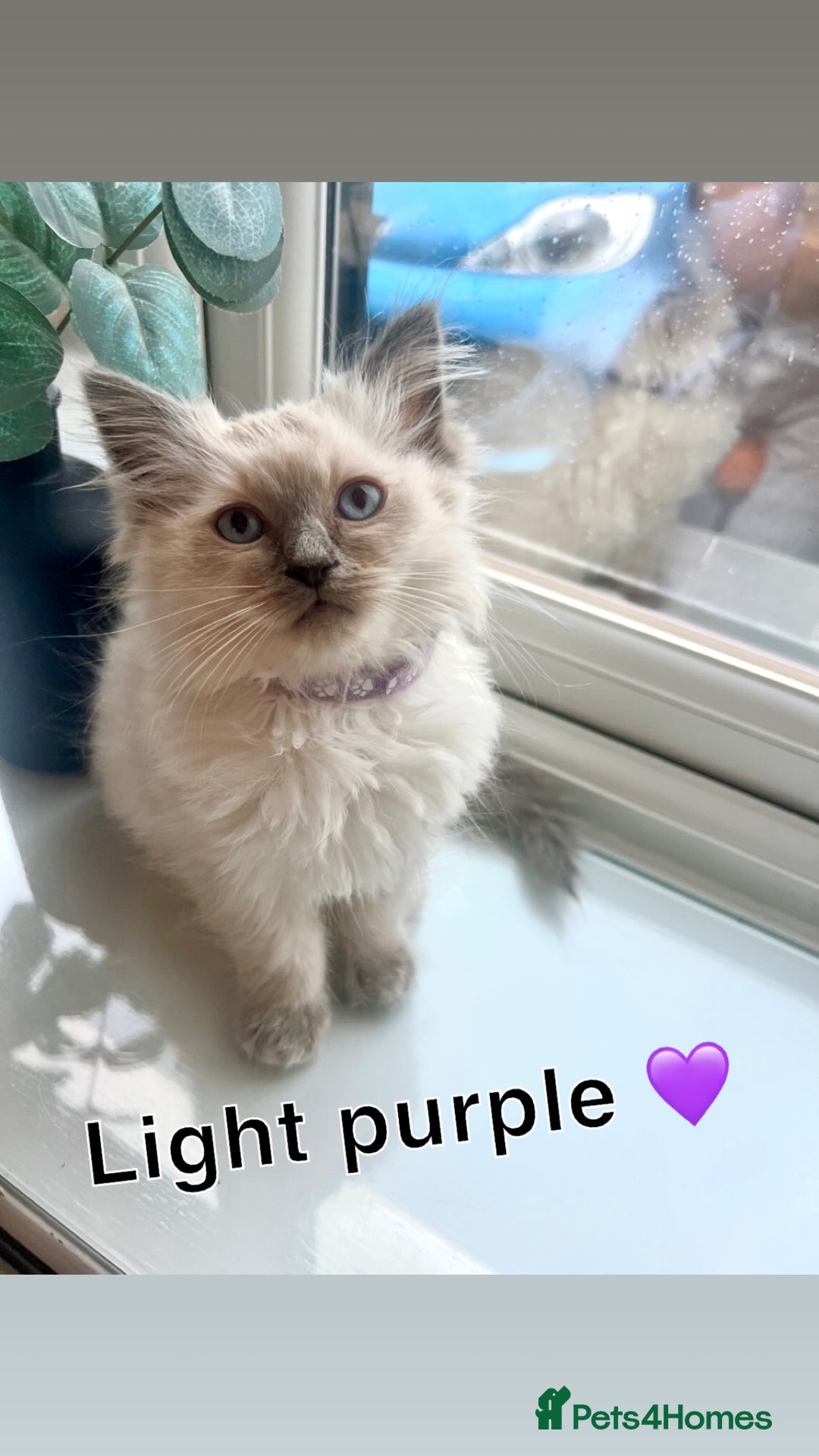 Ragdoll cats for sale: 🩷2 beautiful blue bicolour Ragdoll girls💜 - Image 2