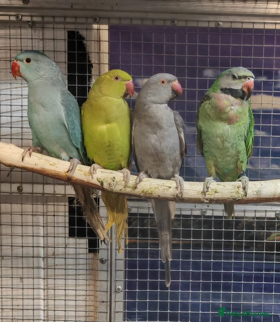 Parrots birds for sale: PARROTS/AMAZONS/PARAKEETS  - Advert 40