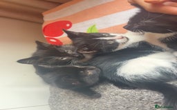 Mixed Breed cats for sale: 4 KITTENS  **  !! 🩷🩷 - Image 8