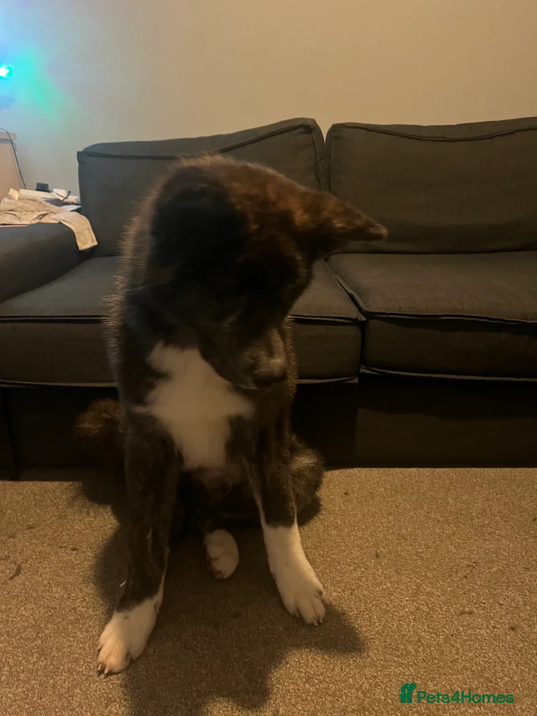 Japanese Akita Inu dogs for sale: Japanese akita in Braintree - Advert 4