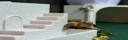 Tortoise reptiles for sale: Tortoise for rehoming - Advert 5