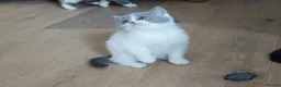 British Shorthair cats for sale: 5 GCCF REGISTERED KITTENS - Advert 16