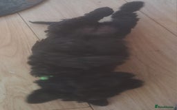 Kerry Blue Terrier dogs for sale: SUPERB LITTER OF KERRY BLUE TERRIERS - Advert 7