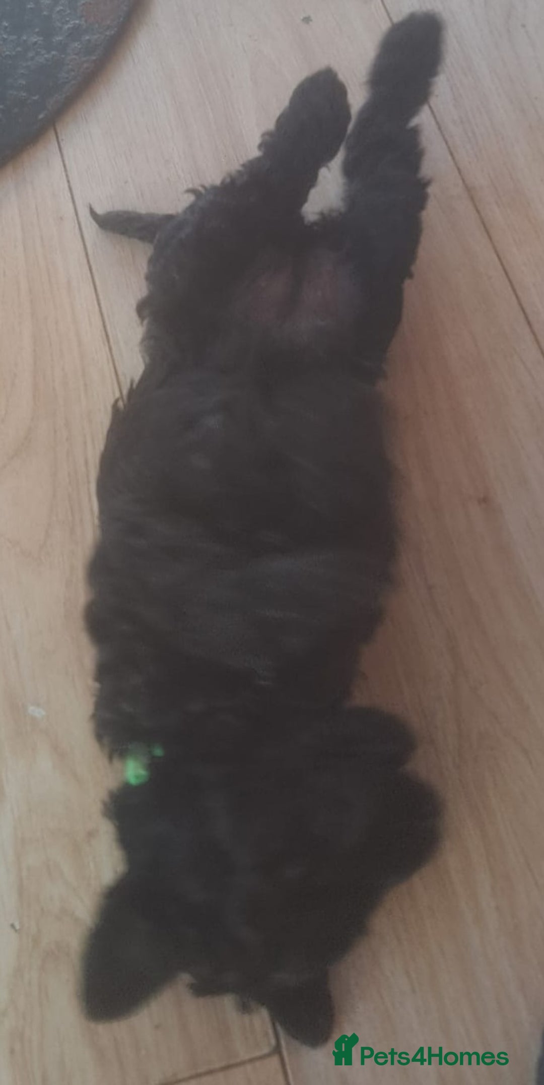 Kerry Blue Terrier dogs for sale: SUPERB LITTER OF KERRY BLUE TERRIERS - Advert 7