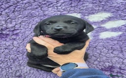 Labrador Retriever dogs for sale: KC Registered Labrador Retrievers 🖤💛 - Image 14
