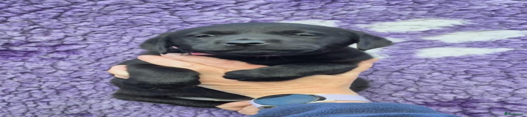 Labrador Retriever Puppy 7