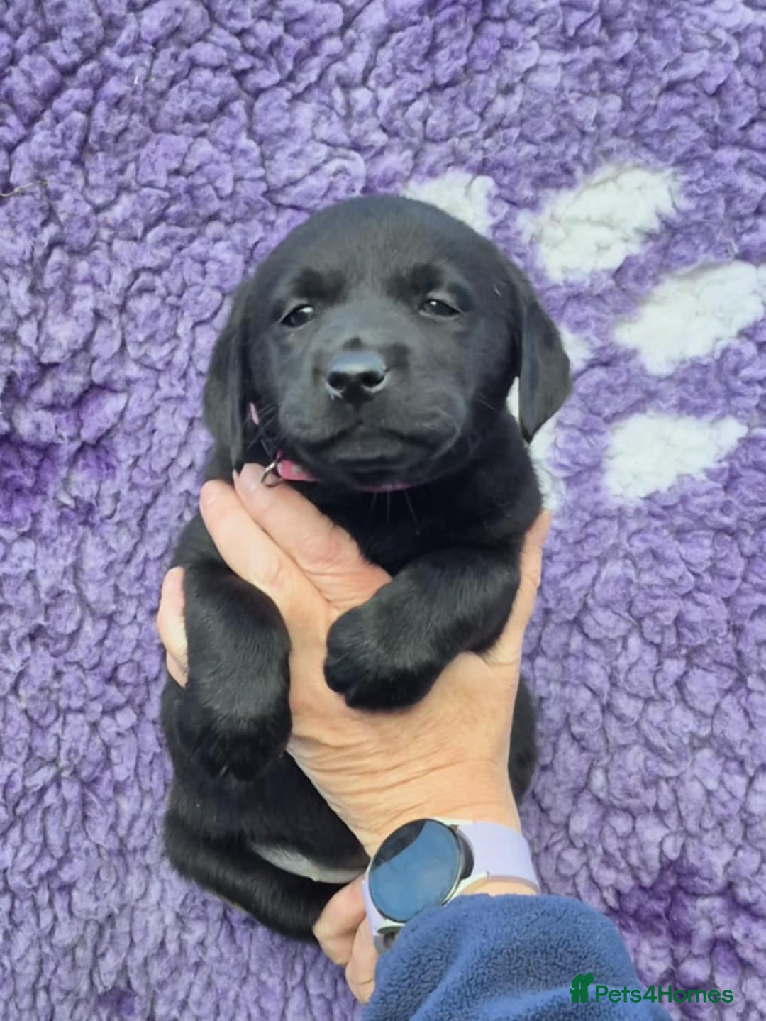 Labrador Retriever dogs for sale: KC Registered Labrador Retrievers 🖤💛 - Image 14
