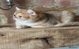 British Shorthair cats for sale: BSH golden kittens - Image 5