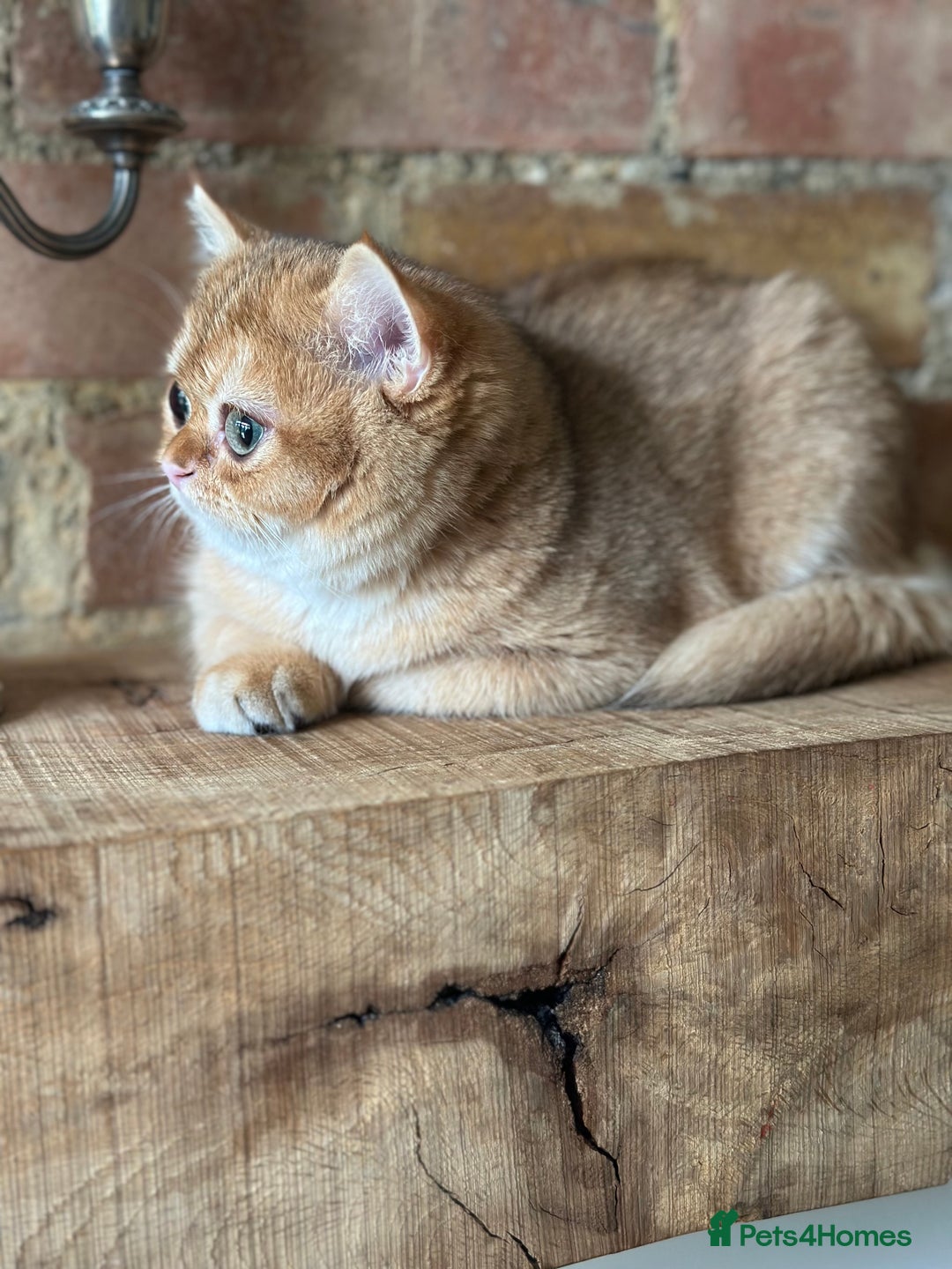 British Shorthair cats for sale: BSH golden kittens - Image 5