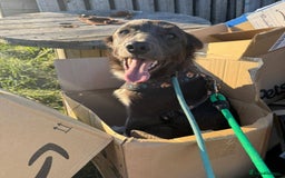 Mixed Breed dogs for adoption: Meet Moose, currently residing in Essex  - Image 2