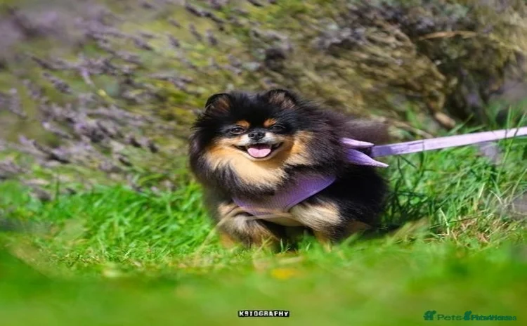 Chihuahua dogs - Advert 4