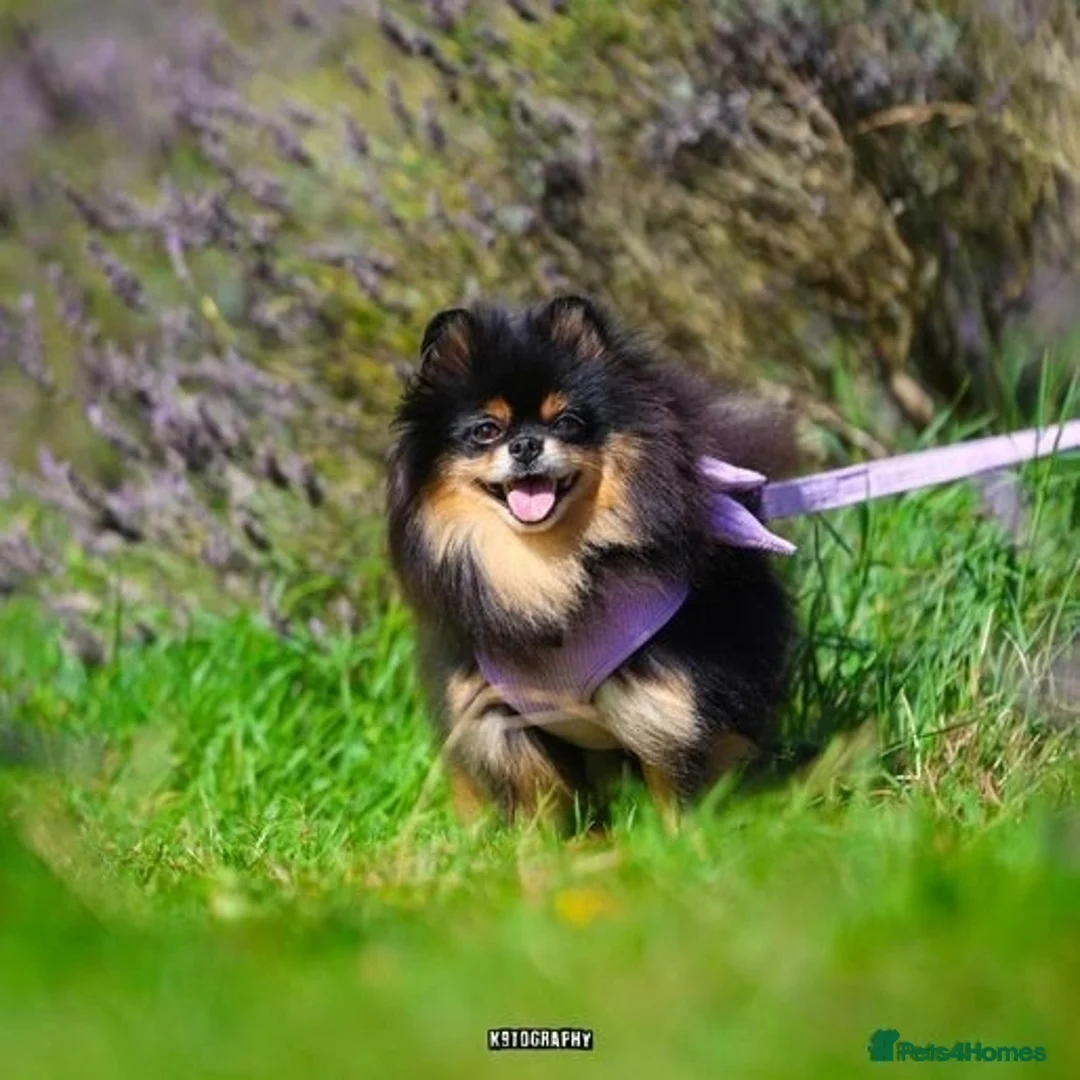 Chihuahua dogs for sale: Cream Chihuahua and pomeranian for sale - Image 1