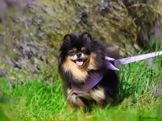 Chihuahua dogs - Advert 12