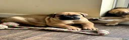 Bullmastiff dogs for sale: Beautiful KC registered Bull Mastiff puppies  - Advert 6