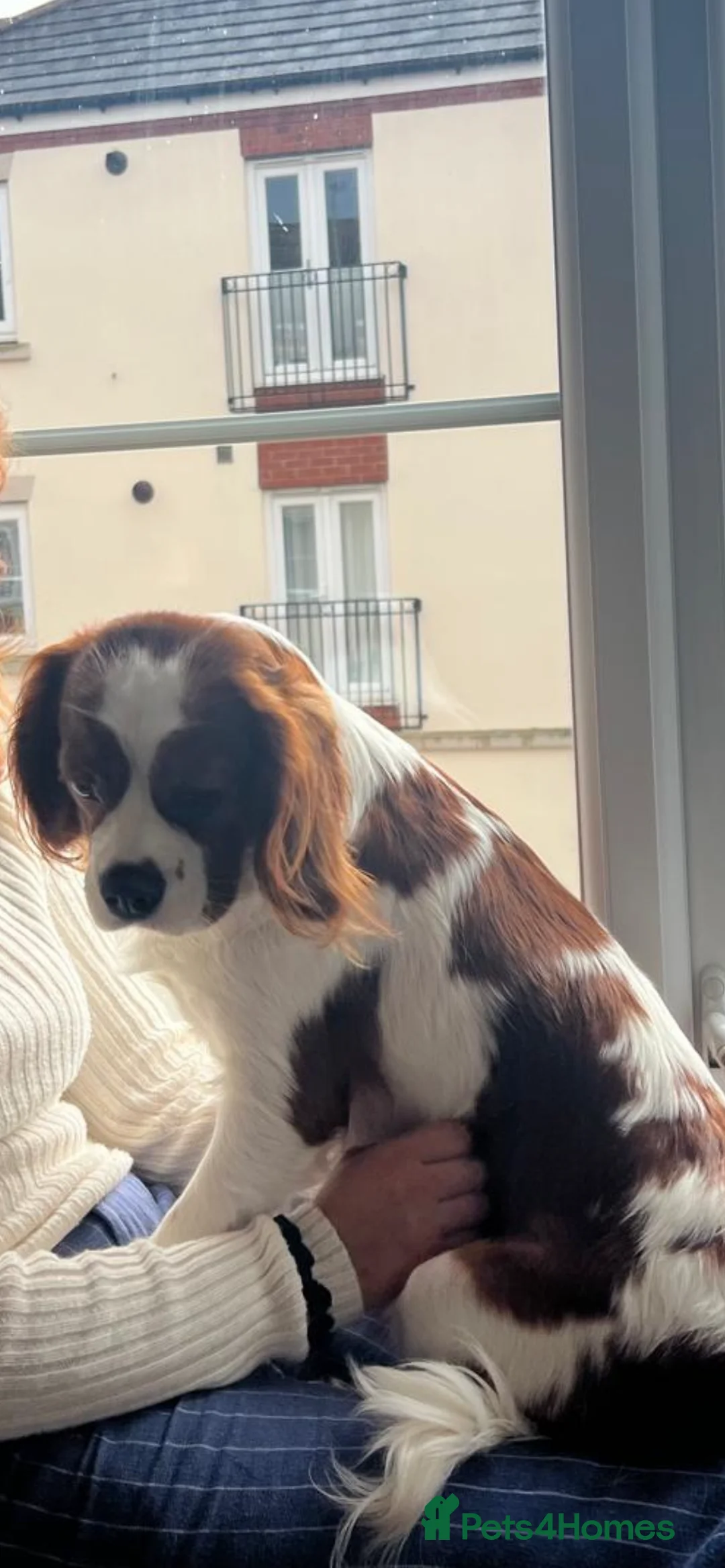 Cavalier King Charles Spaniel dogs for sale: Male cavalier King Charles spaniel puppy - Advert 7